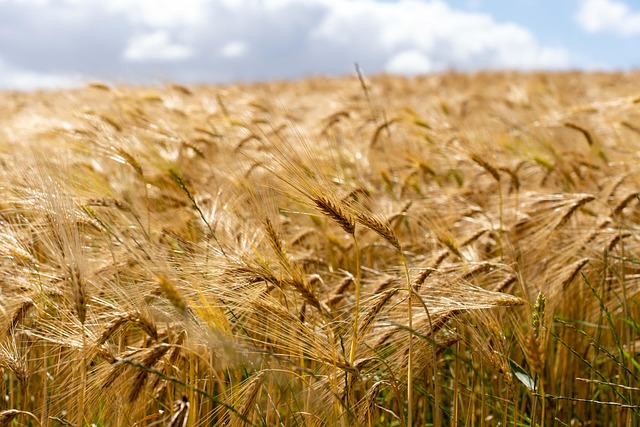 Free Field Grain photo and picture