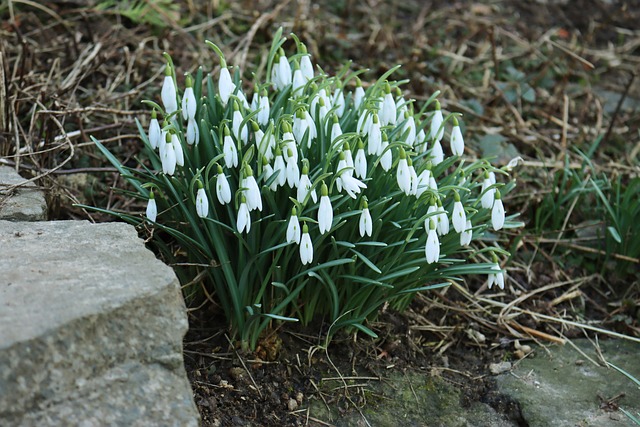 Primavera, Floco De Neve, Flores