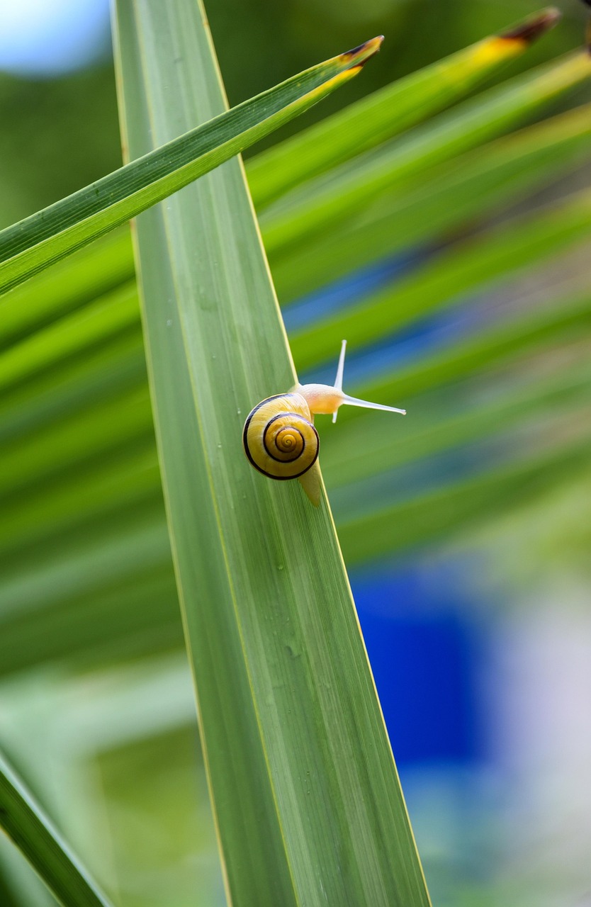 Spring Snails Snails Palm Spring - Free photo on Pixabay - Pixabay