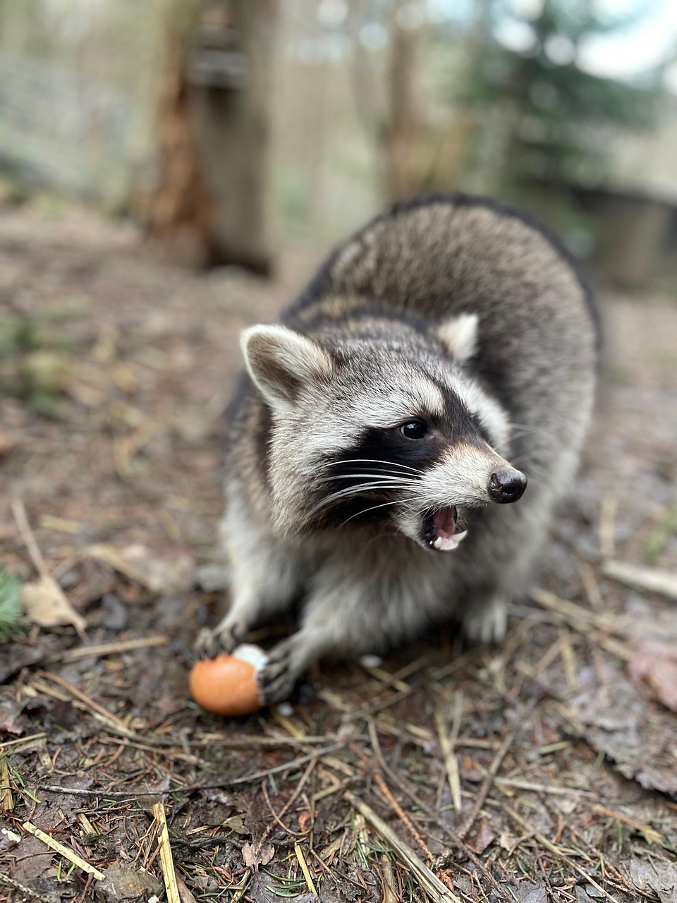 Raccoon Animal Feed Free photo on Pixabay