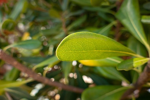 Blad, Plant, Vegetatie, Groente, Natuur