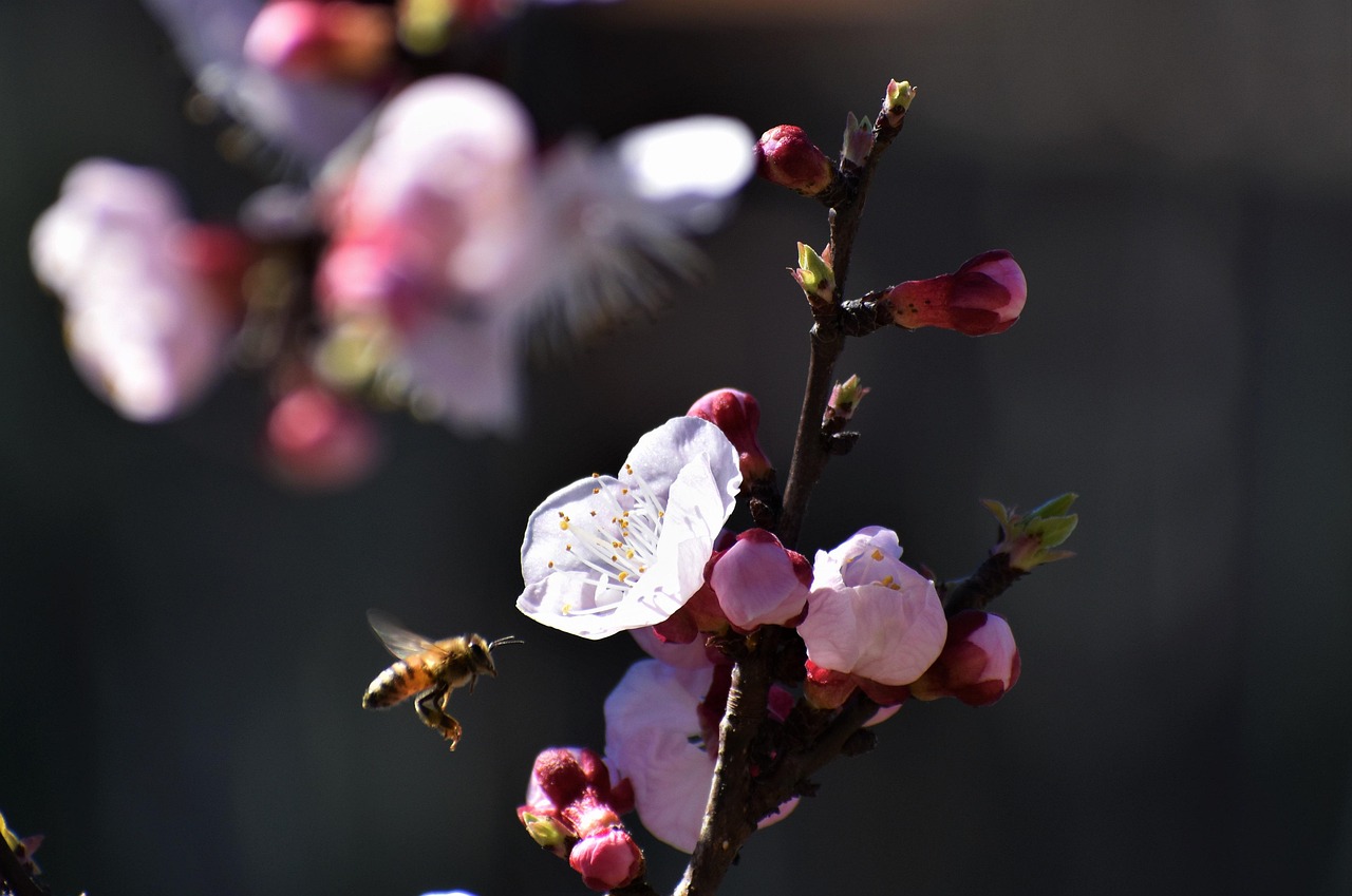 Apricot Blossoms Pink Flowers Free photo on Pixabay Pixabay