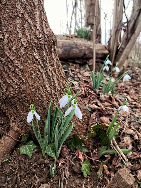 Free Trinket Spring photo and picture