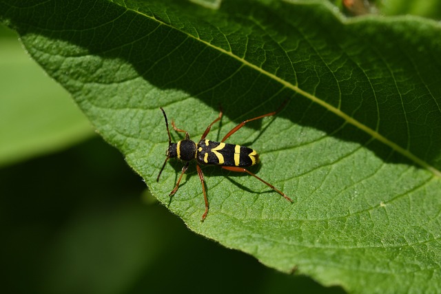Free Insect Nature photo and picture