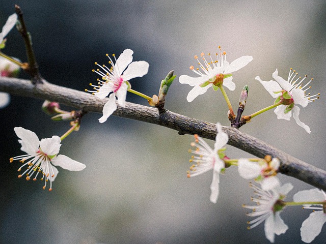 Free Blossom Flower photo and picture