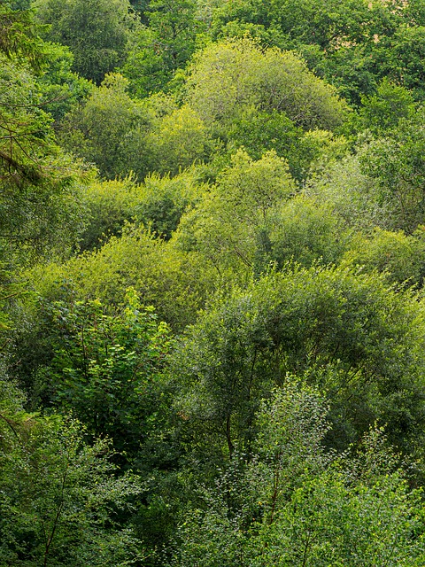 Free Tree Forest photo and picture