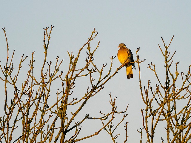 Free Pigeon Wood photo and picture