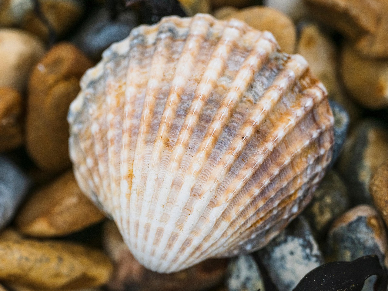 Shell Seashell Beach Free Photo On Pixabay Pixabay Shell Seashell Beach Free Photo On Pixabay Pixabay