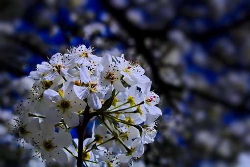 Free White Flowers Flowers photo and picture