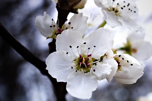 Free Blossom Spring photo and picture
