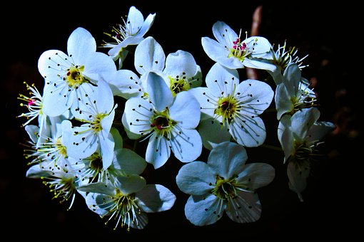 Free Blossom Spring photo and picture