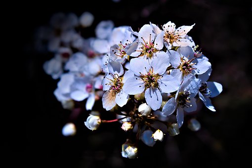 Free White Flowers Cottonwood photo and picture