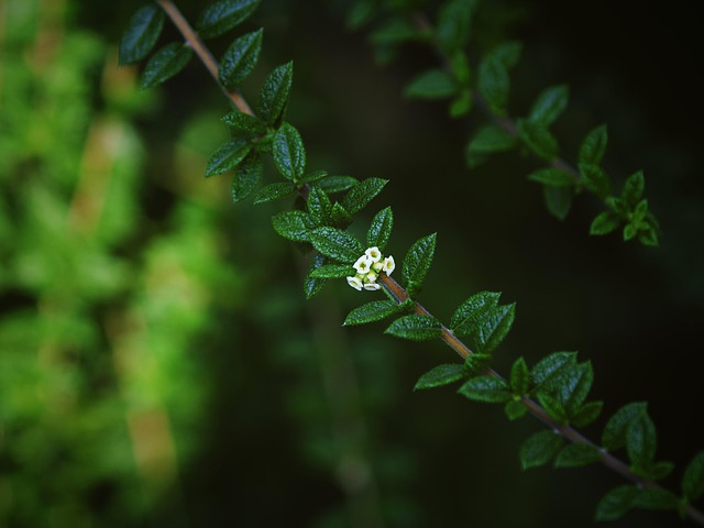 Verde, Planta, Natureza, Chá Moujean