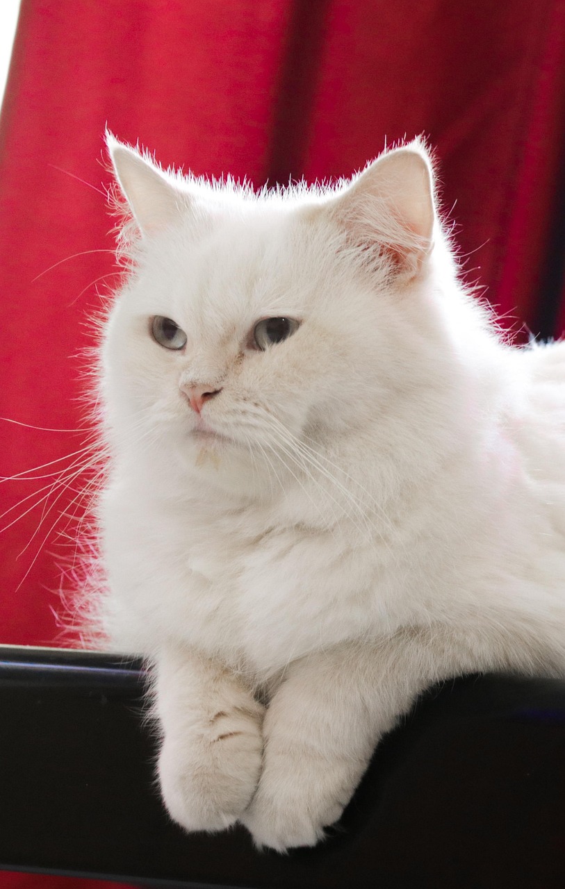 animal-free-stock-photo-public-domain-pictures