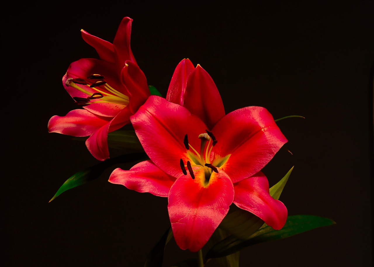 Lilies Red Flowers Free photo on Pixabay