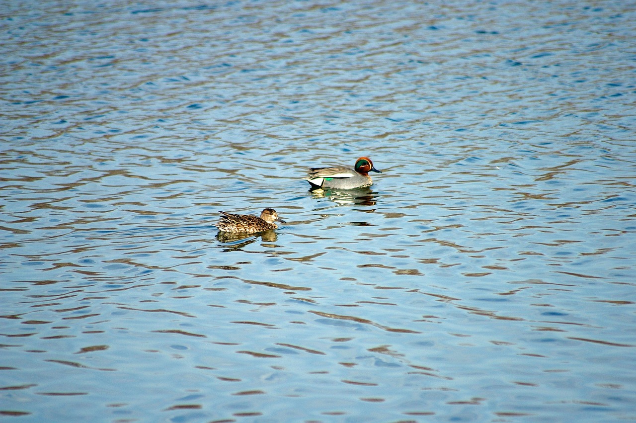 Anas Rik Anas Crecca Querquedula Ducks - Free photo on Pixabay - Pixabay