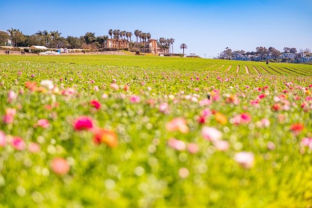 Free Flowers Meadow photo and picture