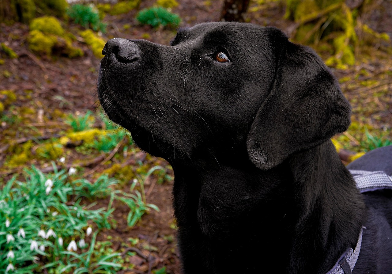 Labrador Retriever Cachorro Bicho - Foto gratuita no Pixabay - Pixabay