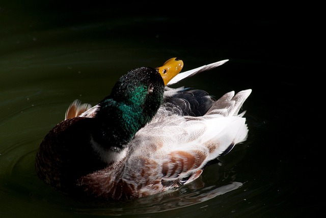 Free Mallards Ducks photo and picture