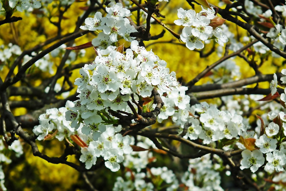 梨花 棵梨树 花朵 - Pixabay上的免费照片 - Pixabay