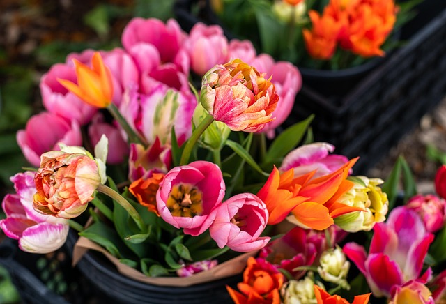 Květiny, Růžové Květy, Růžové Tulipány