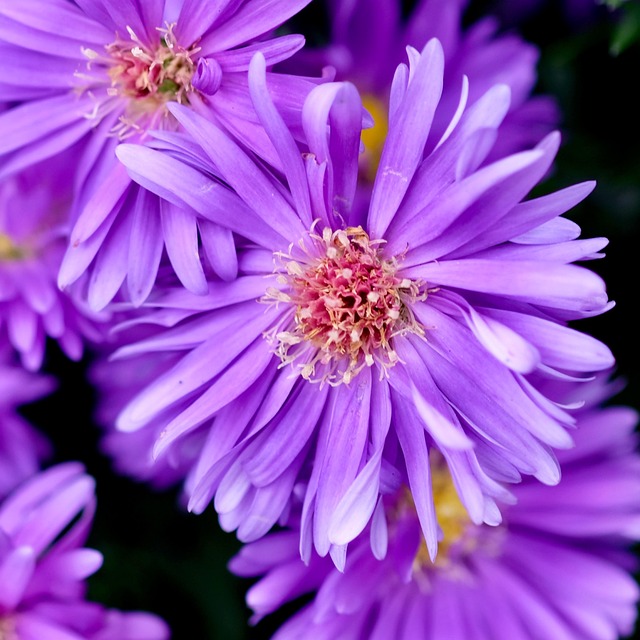 Bloesem, Bloem, Aster, Zomer Aster
