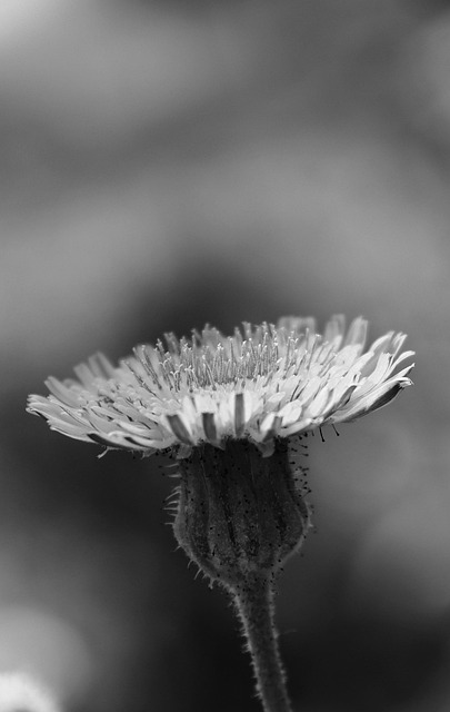 Free Flower Phone Wallpaper photo and picture
