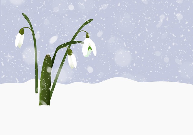 Snøklokker, Blomster, Vinter