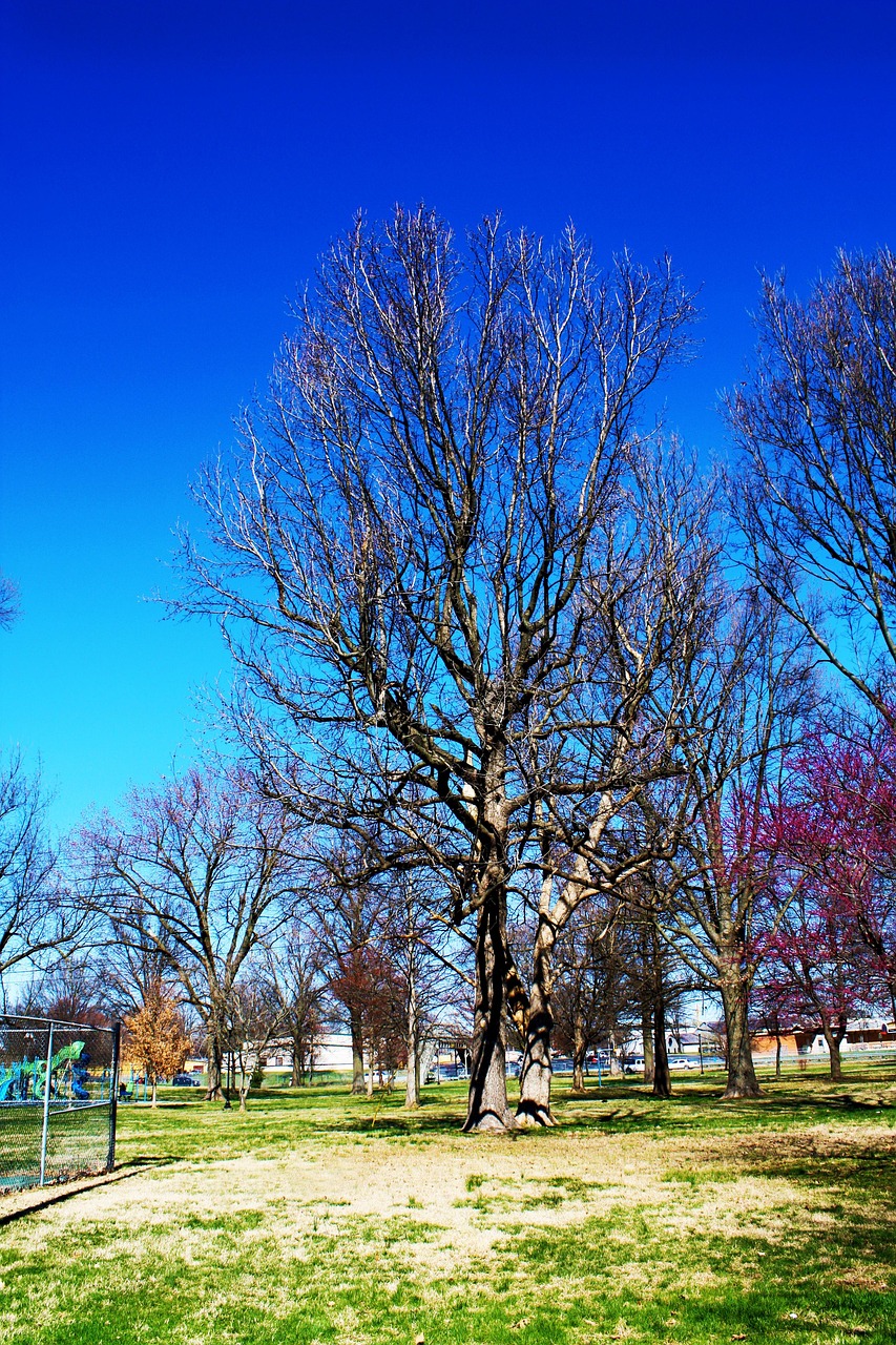 Spring Tree Park - Free photo on Pixabay - Pixabay