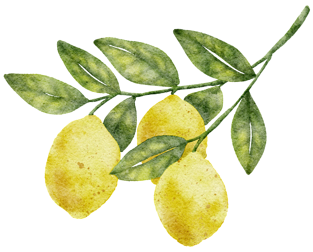 Plus De 80 000 Illustrations Gratuites De Dessin Citrons Et De Dessin Plus De 80 000 Illustrations Gratuites De Dessin Citrons Et De Dessin