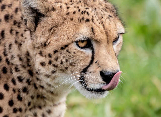 Gepard, Zoo, Zvíře