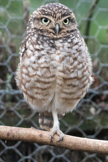 Sova, Pták, Zoo