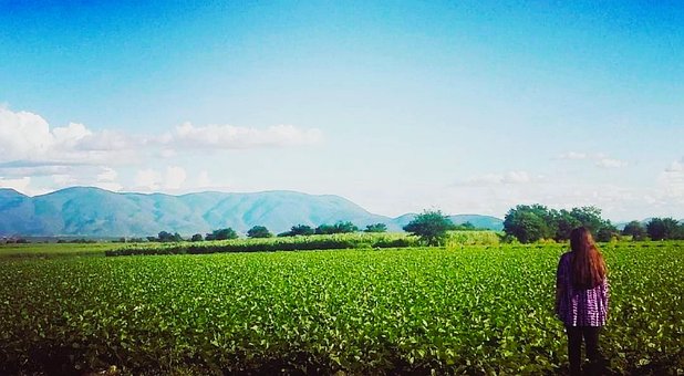 Free Nature Field photo and picture