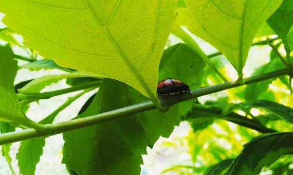 Free Nature Verde photo and picture