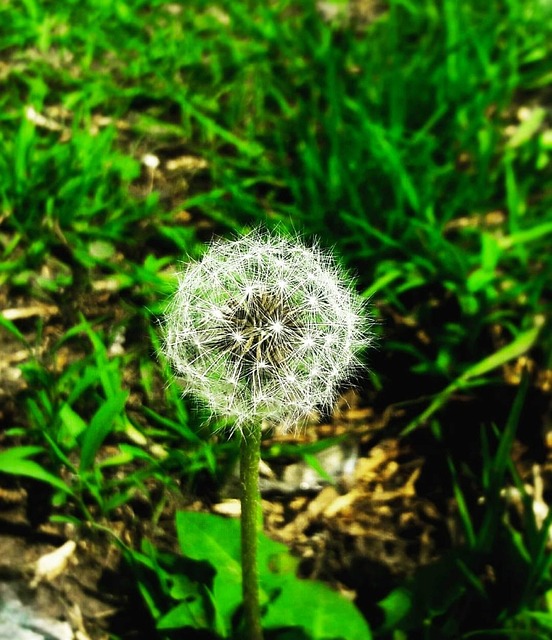 Free Plant Verde photo and picture