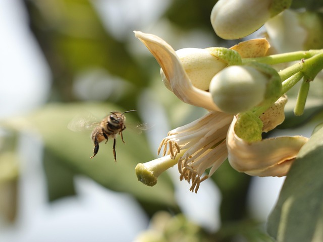 Abeja, Orquídea, Insecto, Patio Interior