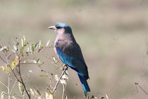 30+ Free インドローラー & Indian Roller Images - Pixabay