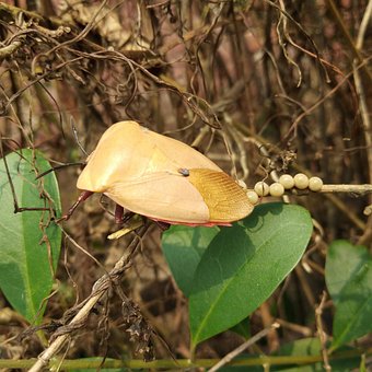 Free Tessaratoma Papillosa photo and picture