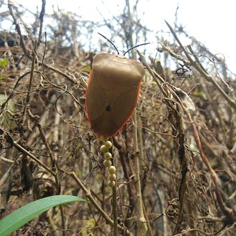 Free Tessaratomidae Tessaratoma photo and picture