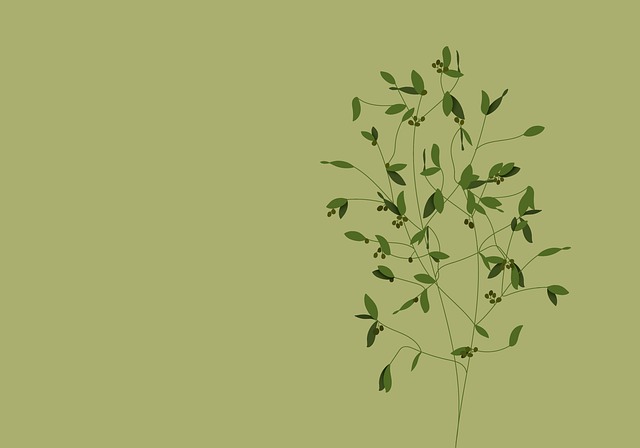Free olives olive branch branch illustration