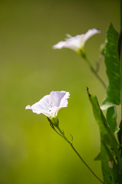 Blomst, Natur, Hvid, Farve, Kreativ