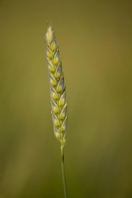 Hvede, Mad, Udendørs, Natur, Felt