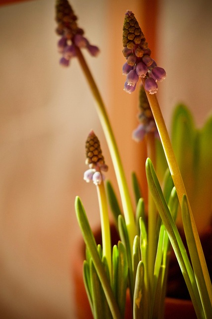 Flores, Jacinto, Lâmpada, Bloom