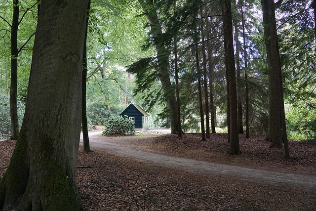 Floresta, Caminho, Árvores, Palácio