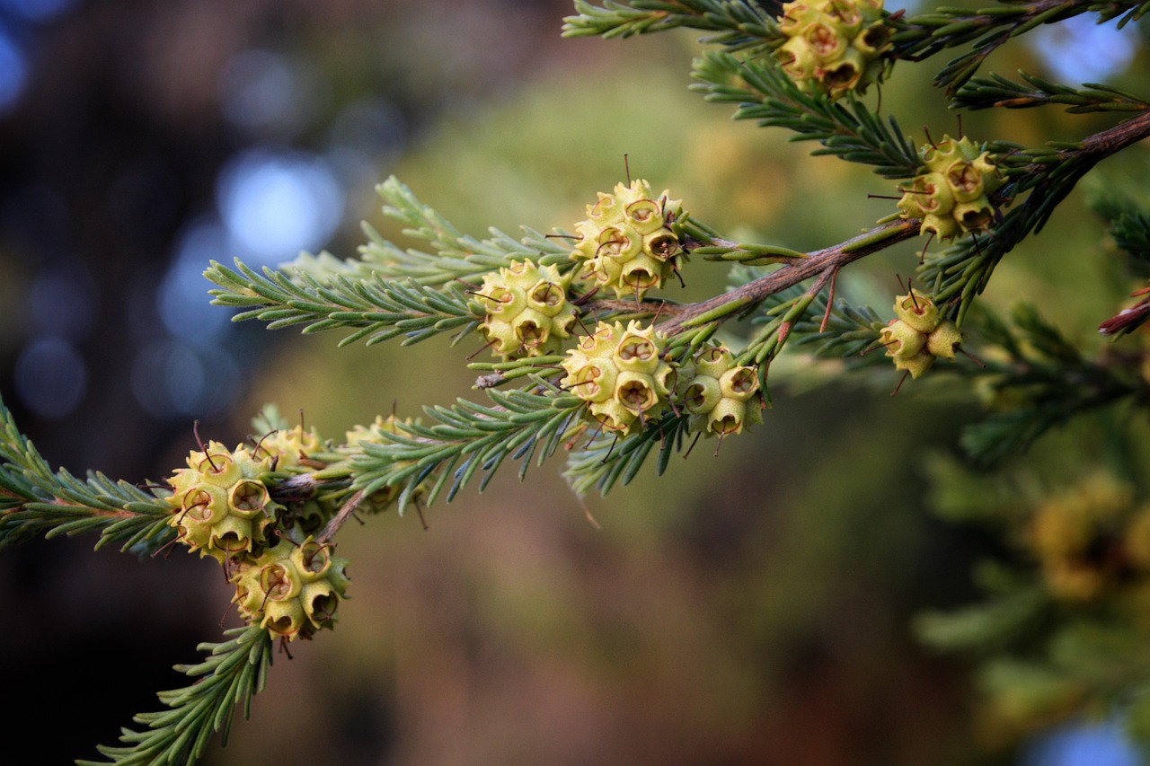 Flowers - free online jigsaw puzzle photo