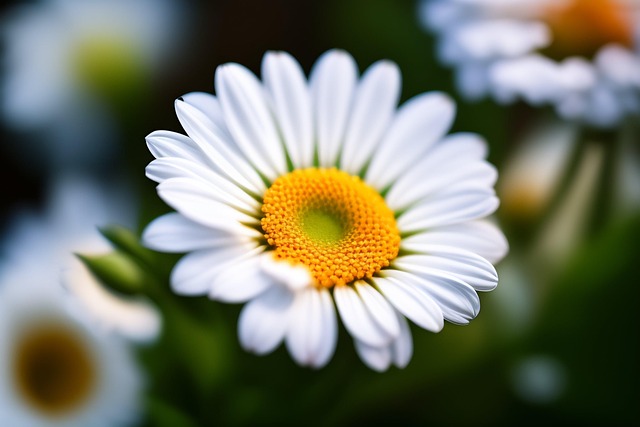 Free flower daisy chamomile illustration