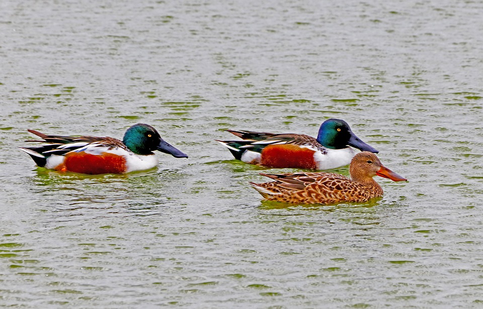 Ducks Birds Feathers - Free photo on Pixabay - Pixabay