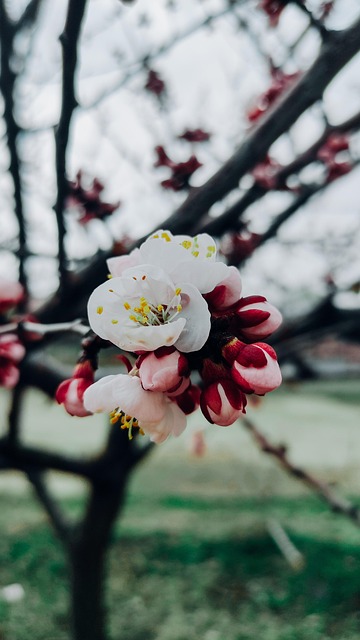 Free Flower Nature photo and picture