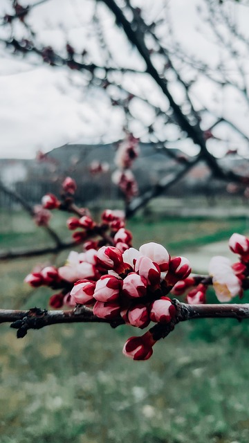 Free Flower Spring photo and picture