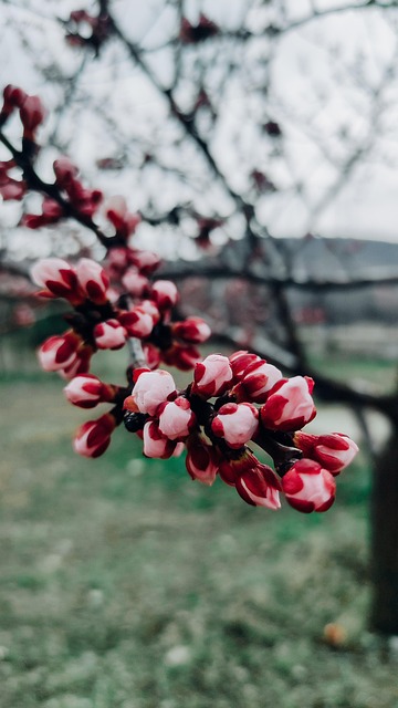 Free Spring Flower photo and picture